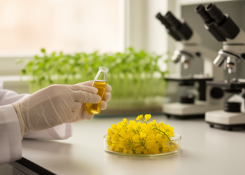 Scientists Map Hidden DNA Switches Behind Rapeseed's Industrial Oil Boost