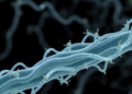 Engineered E. coli keeps two plasmids alive without antibiotics or resistance genes