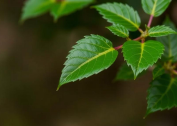 Leaf Oil from an Overlooked Asian Tree Blocks Bacterial Biofilms and Tyrosinase in New Study