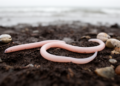 Name Game Under the Mud: Reinstated Genus Maea Leaves Ribbon Worm Family Paraphyletic