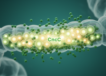 Chlorogenic Acid Shields Aging Gut Stem Cells Through the Fly Version of NRF2