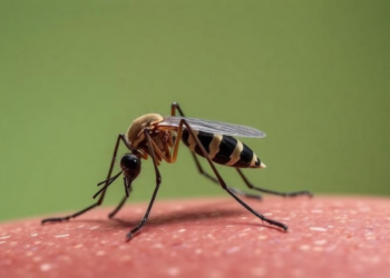 Genomic surveillance reveals patchy mosquito resistance across Rwanda, reshaping malaria policy