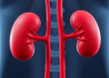 Kidneys From Donors With Thin Basement Membrane Disease Show Excellent Long-Term Transplant Outcomes
