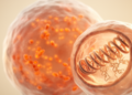 Mitochondrial ClpX Emerges as a Key Regulator of Oocyte Quality During Ovarian Aging