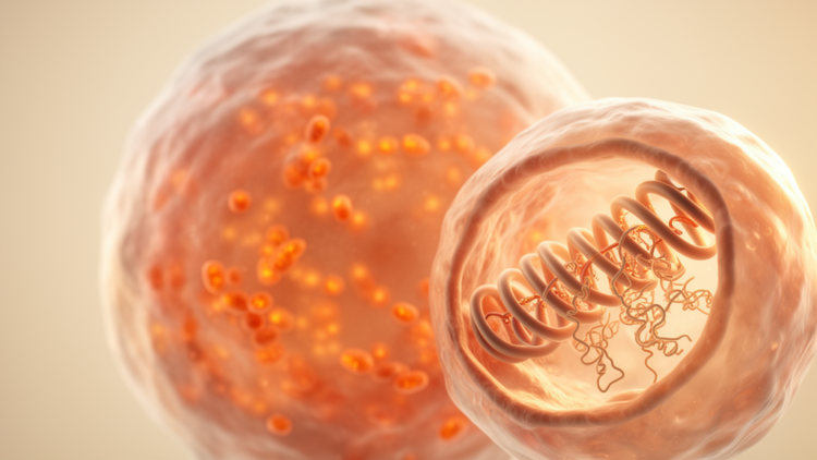 Mitochondrial ClpX Emerges as a Key Regulator of Oocyte Quality During Ovarian Aging