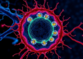 The lysosome as a central executioner: orchestrating multiple modalities of programmed cell death