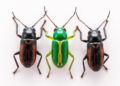 Tiny Rove Beetles Rewritten: One Genus Sunk and Three New Species Unveiled