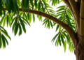 Ancient Gene Family Revealed as Master Switch in Hardy Rubber Tree's Growth and Stress Survival