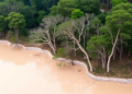 Rare Trees Tell a Hidden Story in China's Giant Water Diversion Forests