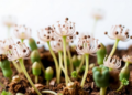 Ghost Plants Reveal How Plastid Genomes Collapse When Photosynthesis Is Abandoned