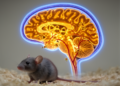 Prior Flu Infection Reshapes Brain Inflammation and Behavior in Alzheimer's Mice