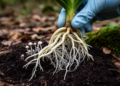 Hidden in an orchid's roots, scientists uncover an entirely new order of fungi