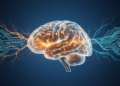 Human Brain Development May Set the Blueprint for Building Real AGI