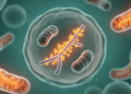 Centromere Protein IFIT3 Emerges as a Driver of Mitochondrial Dysfunction in Down Syndrome