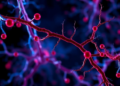 Blood Protein May Signal Nerve Damage in Rare Autoimmune Disease, Study Finds