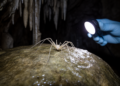 Cave Spider's Male Finally Described From Guangxi's Shenlonggong Cave