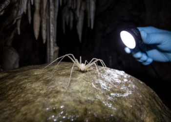Cave Spider's Male Finally Described From Guangxi's Shenlonggong Cave