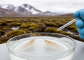 Two New Amphipod Species Emerge From High-Altitude Andean Peatlands