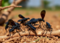 Dark-Winged Chagas Bug Clusters in Rural Hotspots, Landscape Study Finds
