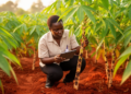 Cassava Anthracnose Early-Warning Index Shows Promise in Ghana Field Pilot