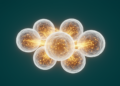 Ecology's Energy Language Rewrites How Immune Memory Is Modeled