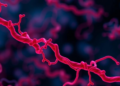 Hidden Gatekeeper Protein Decides Which Vessel Signals Endothelial Cells Hear