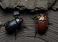 Two New Beetle Species Emerge from Collapsed Iron Formation Cave in Brazil