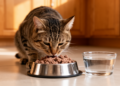 Healthy Cats Take to Wet Kidney Diet in Home Feeding Trial