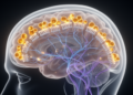 Finasteride Probe Reveals How Androgens Shape Brain Control Circuits in Heavy Drinkers