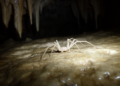 New Cave-Dwelling Arachnid from Spain Reveals Mosaic Pattern of Underground Adaptation