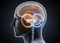 How Acute Vertigo Becomes Chronic Dizziness: A Dual Sensitization Loop