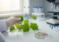Veldt Grape Nanoparticles Emerge as a Green Weapon Against Drug-Resistant Superbugs