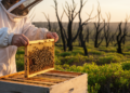 Fire Rewrote the Recipe: A Decade of Kangaroo Island Honey Reveals a Landscape in Recovery
