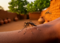 Dengue-Carrying Mosquitoes Signal High Yellow Fever Risk in Northern Ghana Outbreak Zone