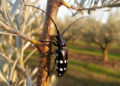 Russian Olive Trees Wage a Timed Chemical War Against the Deadly Asian Longhorned Beetle