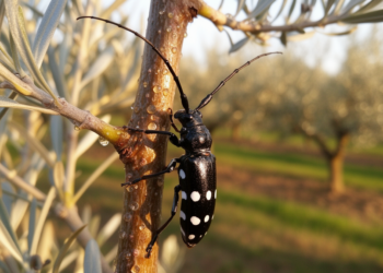Russian Olive Trees Wage a Timed Chemical War Against the Deadly Asian Longhorned Beetle