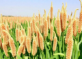 Mineral Fertilizer Boosts Tanzanian Sorghum Yields by Nearly 50 Percent, National Census Analysis Finds