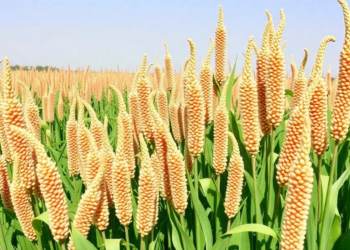 Mineral Fertilizer Boosts Tanzanian Sorghum Yields by Nearly 50 Percent, National Census Analysis Finds