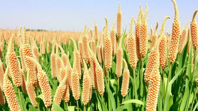 Mineral Fertilizer Boosts Tanzanian Sorghum Yields by Nearly 50 Percent, National Census Analysis Finds