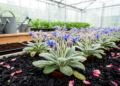 Rose Waste Biochar Helps Borage Fight Off Microplastic Stress, Greenhouse Study Shows