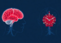 Blood Tests of Ageing Face Off: Brain Scans and Epigenetic Clocks Beat Organ Clocks at Predicting Death