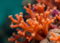 Cheap Gel Test Reveals Hidden Coral Species Without Sequencing