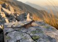 Hidden Heat Maps: Rock Lizards Outsmart the Wind on a Turkish Mountain