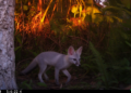 Camera Captures Ghost Fox of Cozumel After 22 Years of Silence