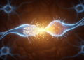 One Synapse, Many Memories: How the Brain Builds LTP in Different Ways