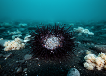 Two Decades of Data Reveal Hidden Lives of Antarctic Brooding Sea Urchins
