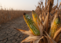 Climate Change Is Turning Rare Mycotoxin Outbreaks Into a Year-Round, Multi-Toxin Threat