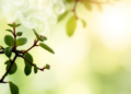 Smoke Tree Flavonoids Rewrite Gene Activity in Leukemia Cells, Study Finds