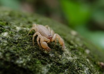 Tiny new pseudoscorpion from Tsushima Island reveals hidden diversity across Japan