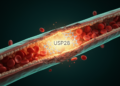 USP28 enzyme drives deadly blood vessel damage in sepsis, mouse study reveals